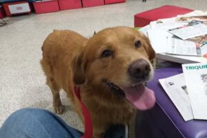 CL&Iacute;NICA VETERINARIA PARQUE