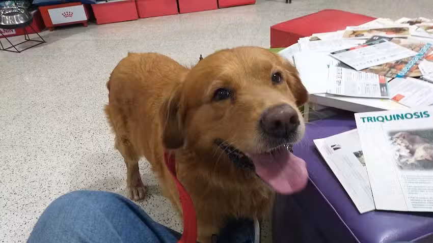 CL&Iacute;NICA VETERINARIA PARQUE