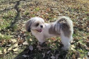 CLINICA VETERINARIA PATAGONIA / SERVICIO ECOGRAFICO VETERINARIO