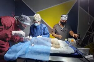 Clínica Veterinaria Patagónica