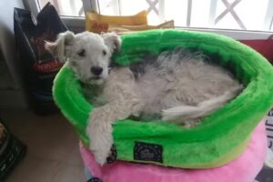 Clinica Veterinaria Patagónica