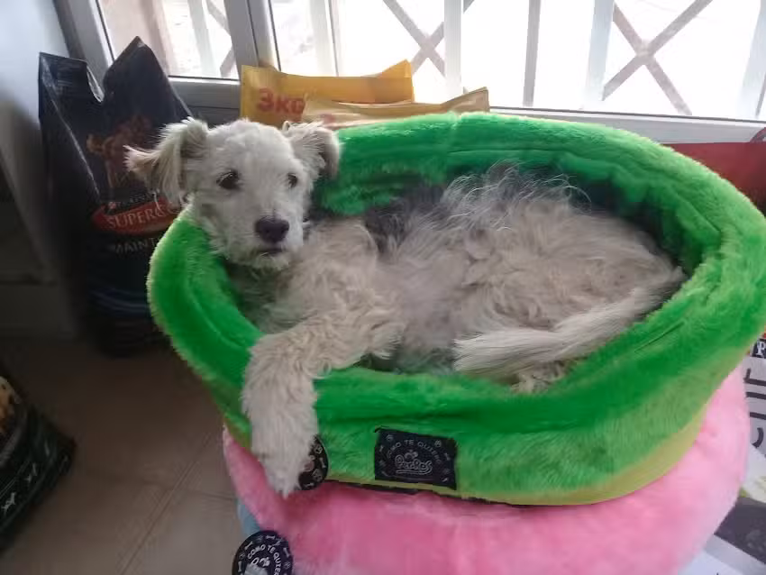 Clinica Veterinaria Patag&oacute;nica
