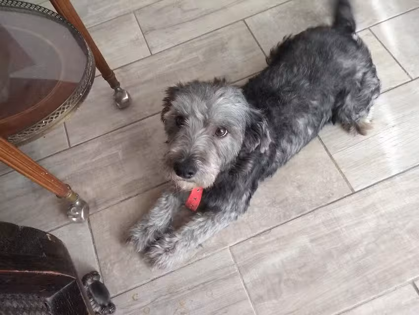 CL&Iacute;NICA VETERINARIA PEQUE&Ntilde;OS