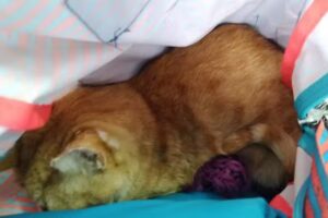 Clínica Veterinaria Pussetto