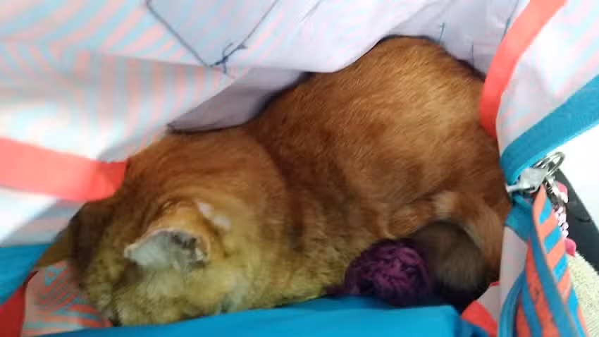 Cl&iacute;nica Veterinaria Pussetto