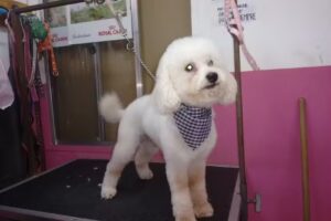 Cl&iacute;nica veterinaria Rey Sabueso