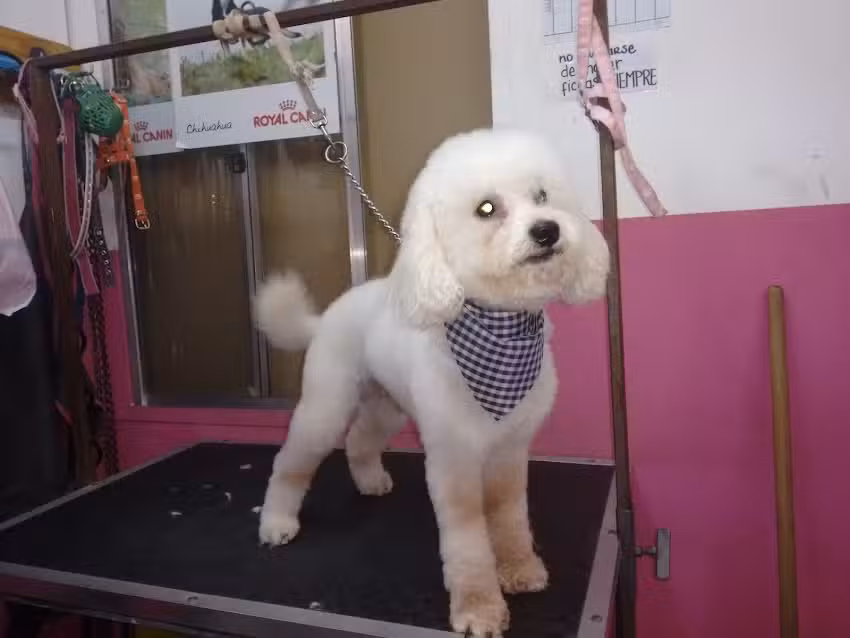 Cl&iacute;nica veterinaria Rey Sabueso