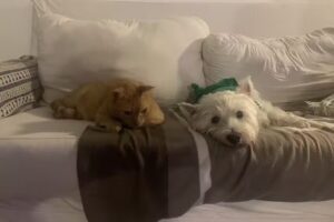 CLINICA VETERINARIA RIAL