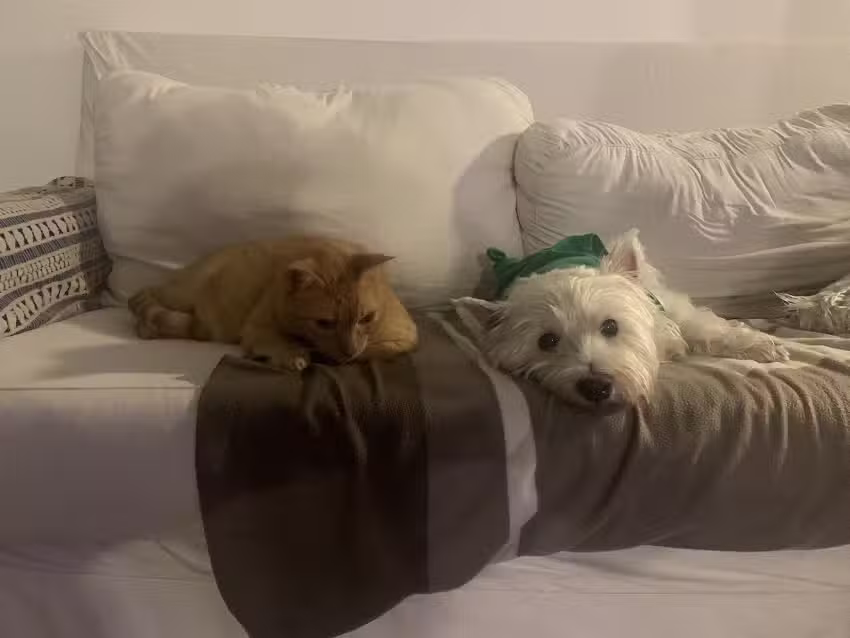 CLINICA VETERINARIA RIAL