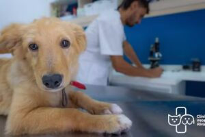 Clinica Veterinaria Rivadavia