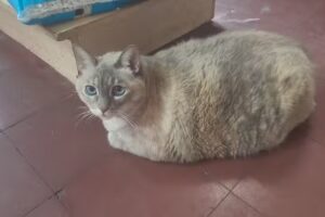 Clinica Veterinaria Salud Animal