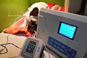 Clinica Veterinaria Salvatore