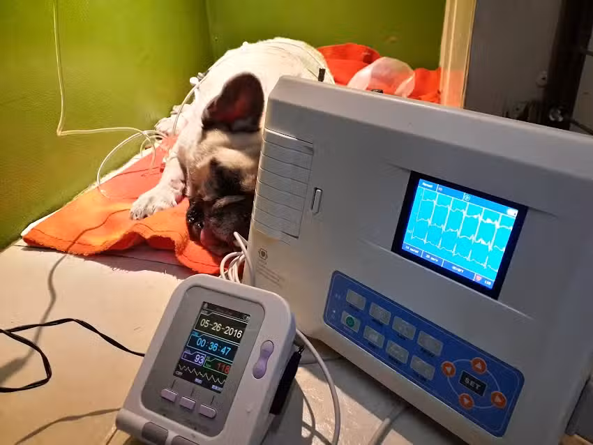 Clinica Veterinaria Salvatore