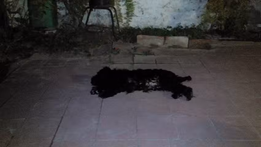 Clinica Veterinaria San Carlos Dra Lorena Larreta Mat 161