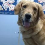 Clinica Veterinaria San Martin