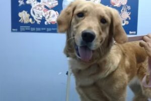 Clinica Veterinaria San Martin