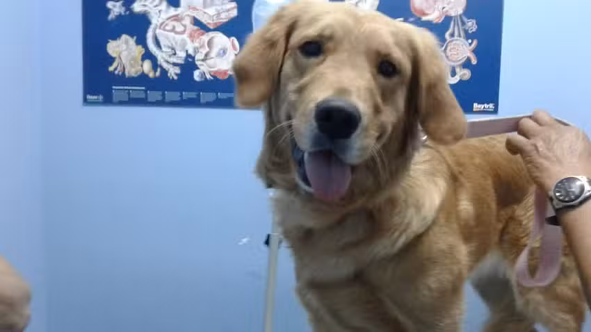 Clinica Veterinaria San Martin