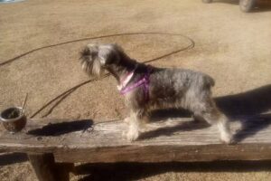 Clínica Veterinaria San Ramón