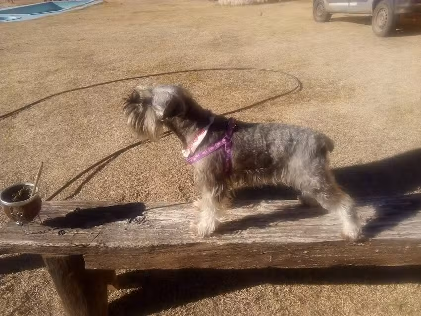 Cl&iacute;nica Veterinaria San Ram&oacute;n