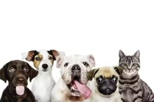 Clinica veterinaria Santa Clara