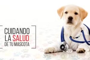 Cl&iacute;nica Veterinaria Santa Teresita &ndash; 32 a&ntilde;os de servicio