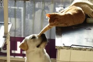 Cl&iacute;nica Veterinaria Sappia