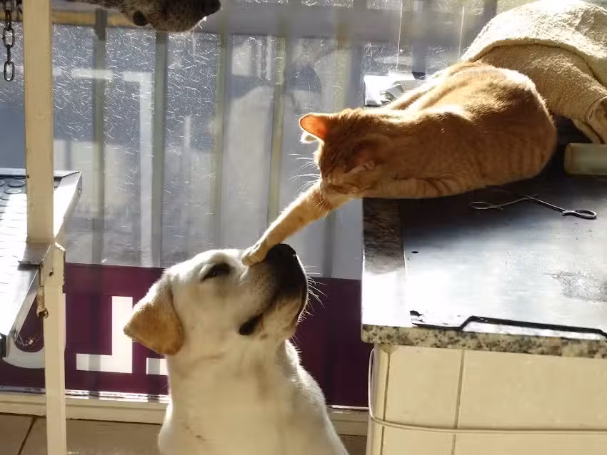 Cl&iacute;nica Veterinaria Sappia
