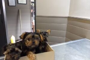 Clinica Veterinaria “Sigma”