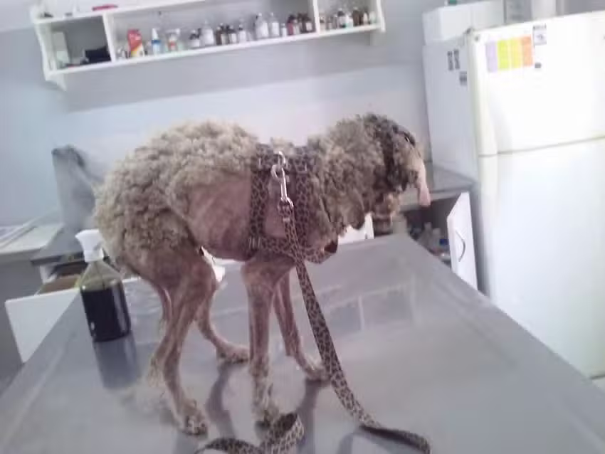 Clinica Veterinaria SurVet