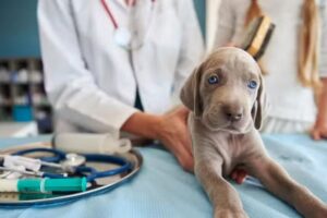 Clínica Veterinaria Tandil