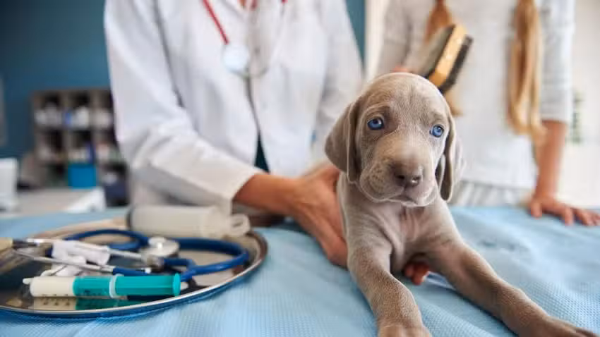 Cl&iacute;nica Veterinaria Tandil