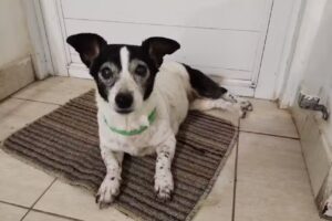 Cl&iacute;nica veterinaria &ldquo;Tierra de mascotas&rdquo;.