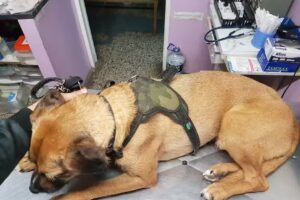 CLINICA VETERINARIA TROPEZON