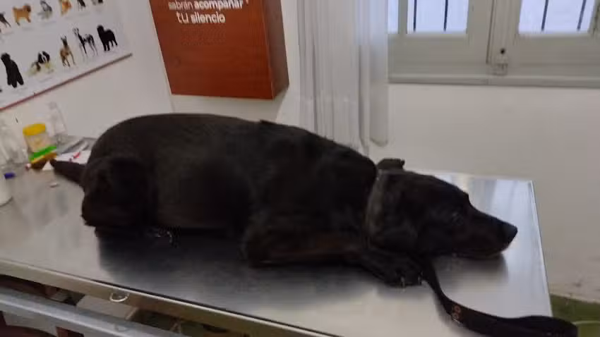 Clinica Veterinaria Tunquelen