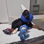 Clinica Veterinaria ZOO