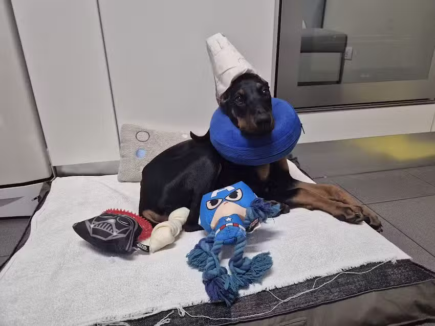 Clinica Veterinaria ZOO