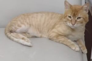 Cl&iacute;nica Veterinaria ZooMed