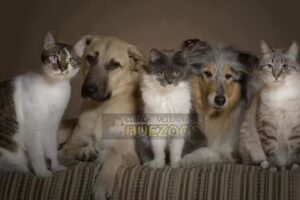 Cl&iacute;nica Veterinario Huezoos