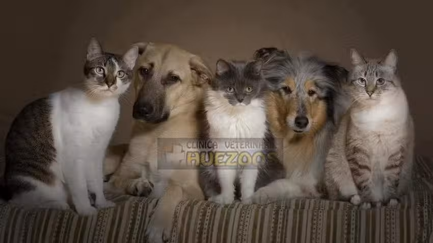 Cl&iacute;nica Veterinario Huezoos