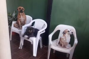 Clínica Y Veterinaria Mis Mejores Amigos