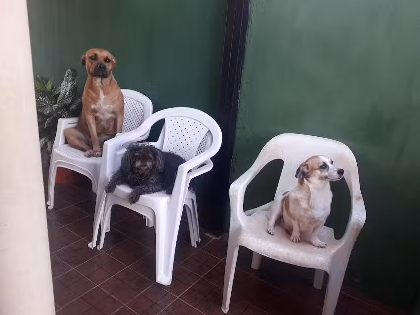 Cl&iacute;nica Y Veterinaria Mis Mejores Amigos