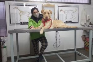 CL&Iacute;NICAVET &ndash; Medicina Veterinaria