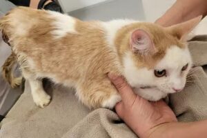 Como Reyes VETERINARIA