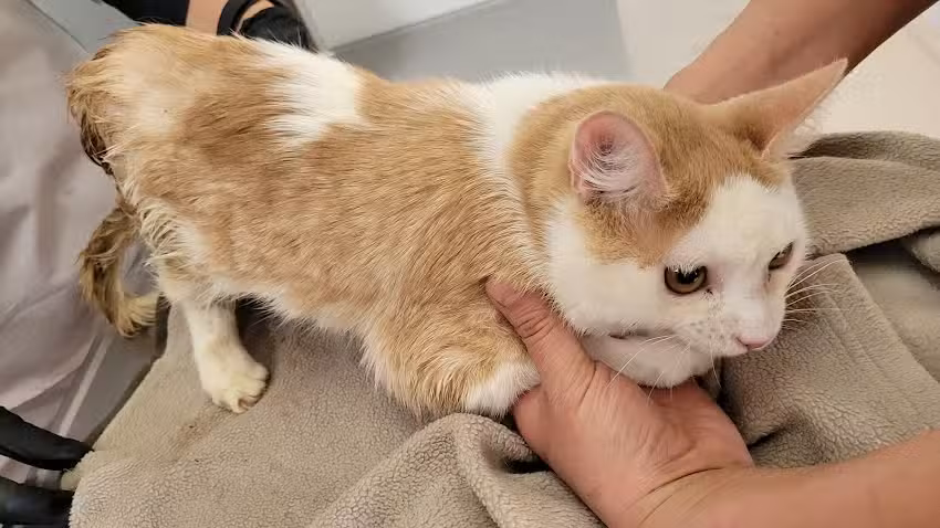 Como Reyes VETERINARIA