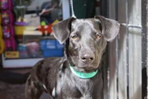 Compa&ntilde;ia de Animales