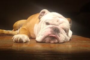 Consultorio Dermatológico Veterinario – Dra. Andrea Wolberg