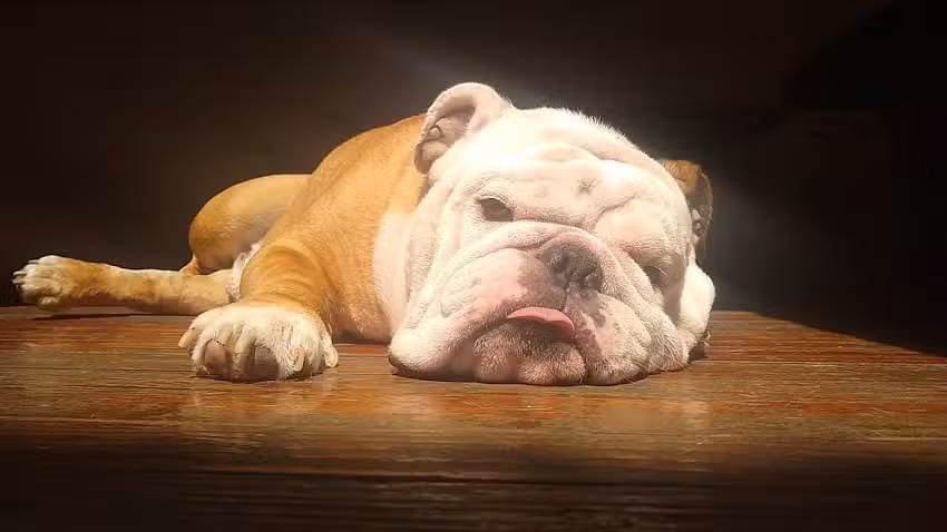 Consultorio Dermatol&oacute;gico Veterinario &ndash; Dra. Andrea Wolberg