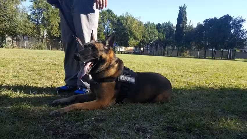 Consultorio M&eacute;dico Veterinario Dr. Enrique H. Bernard