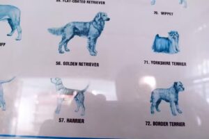 Consultorio Veterinario