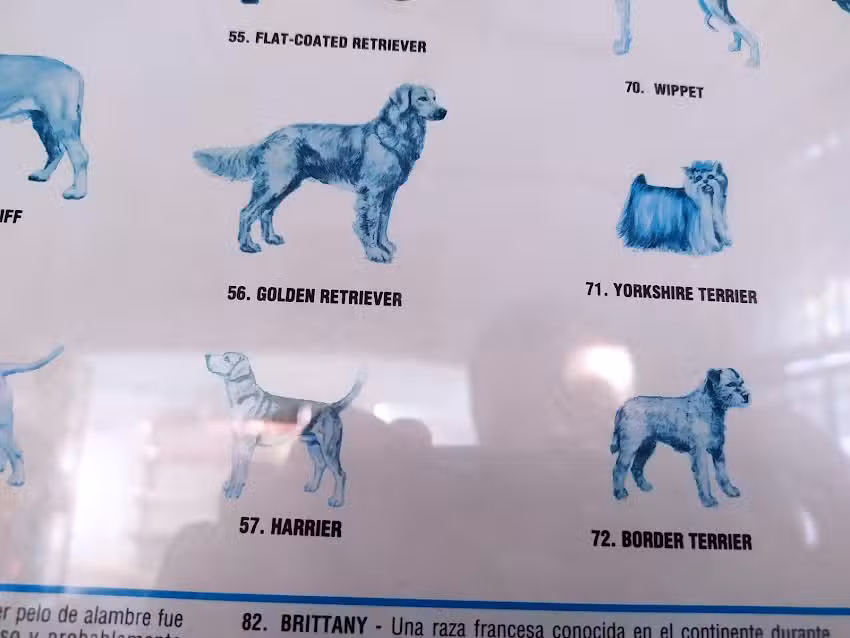 Consultorio Veterinario